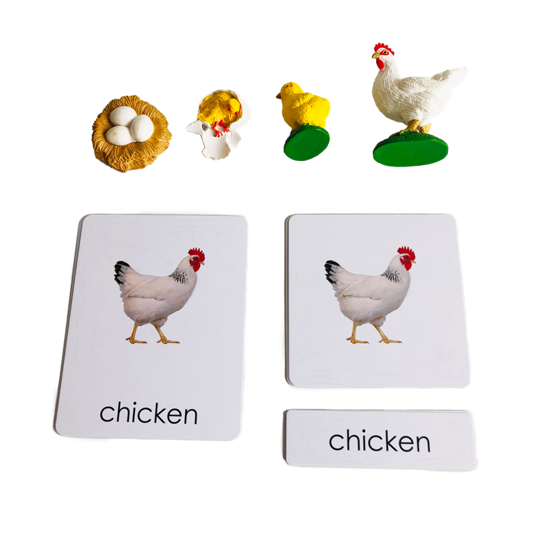 Kids Education Card - بطاقات ونماذج حيوانات دورة الحياة دورة