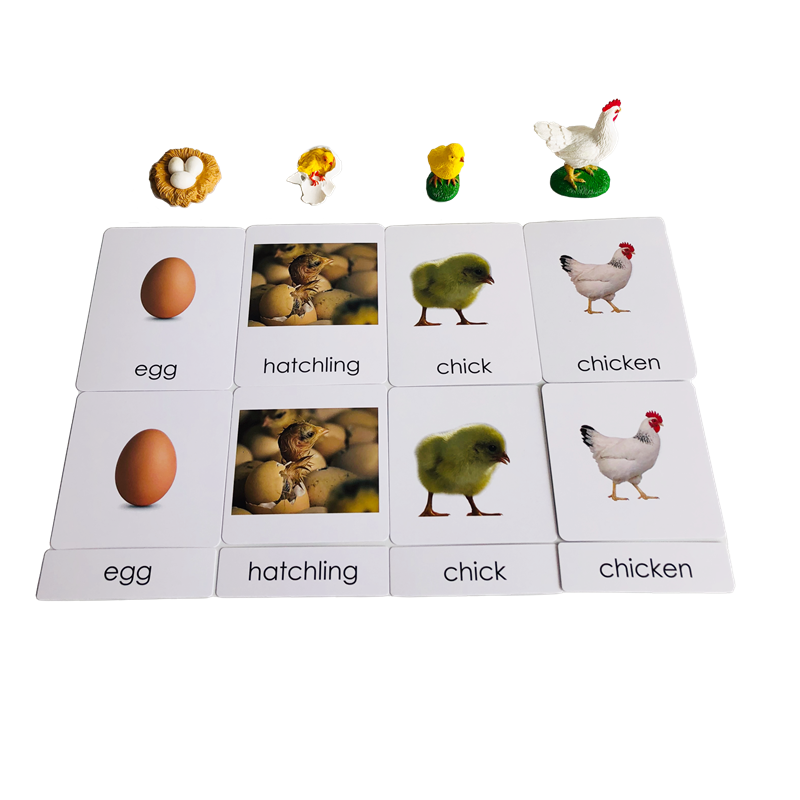 بطاقات ونماذج حيوانات دورة الح - مراجعة Kids Education Card وسعره
